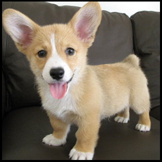 Corgi