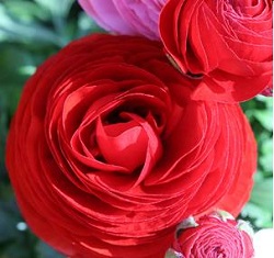 Ranunculus