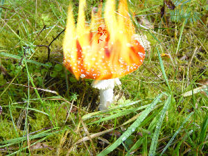 Fungi a Flambe