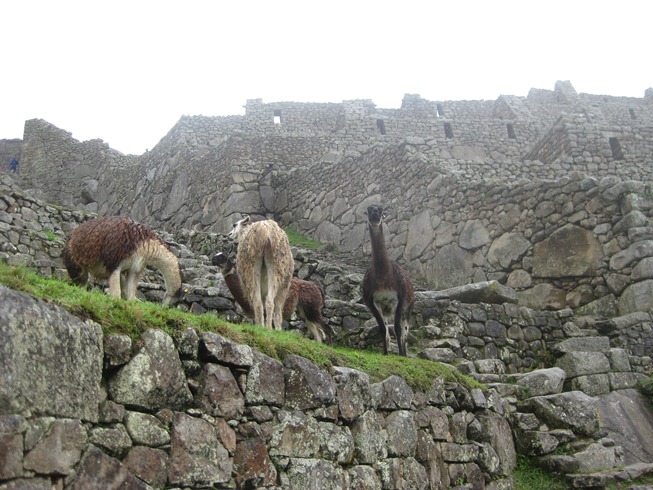 alpacas